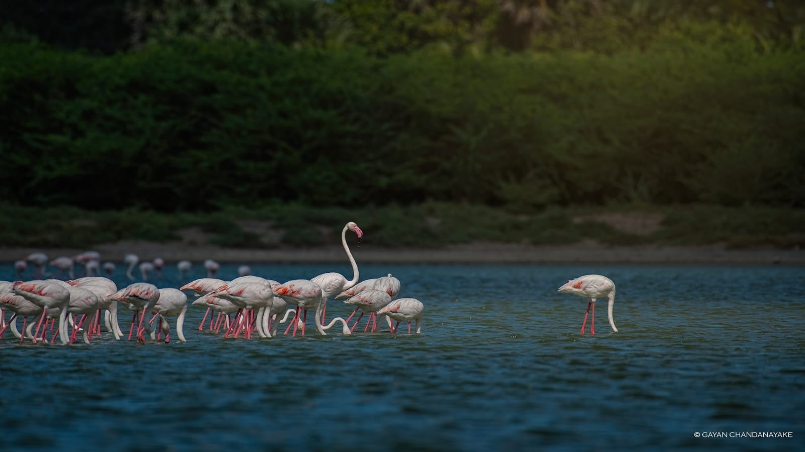 Bundala National Park view 2