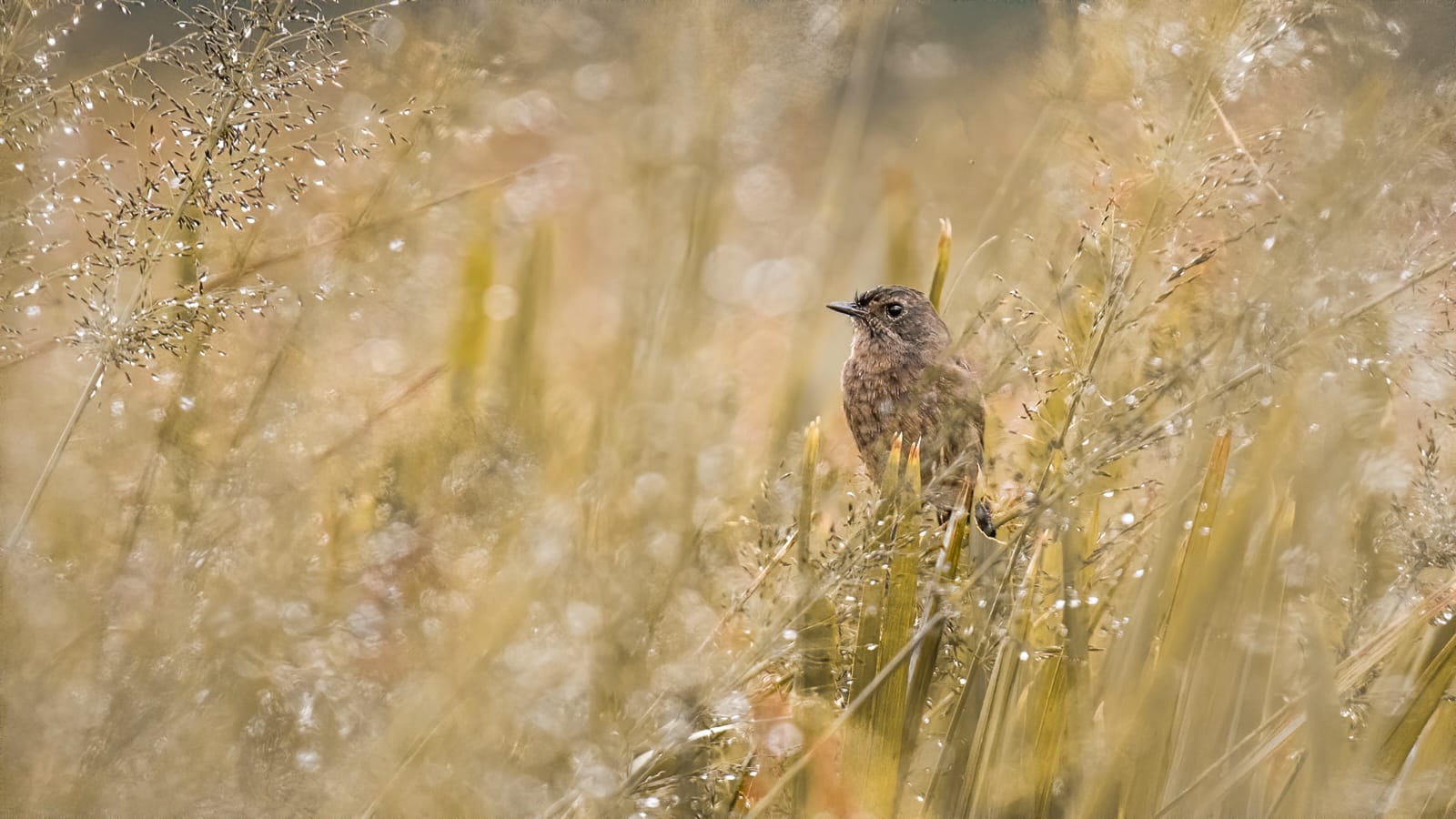 Bundala National Park view 6