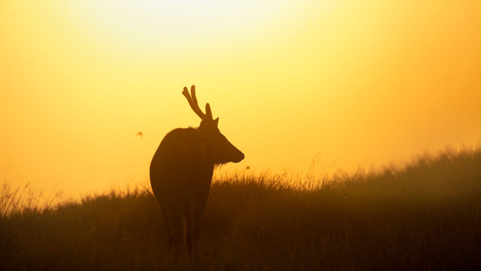 Bundala National Park view 7