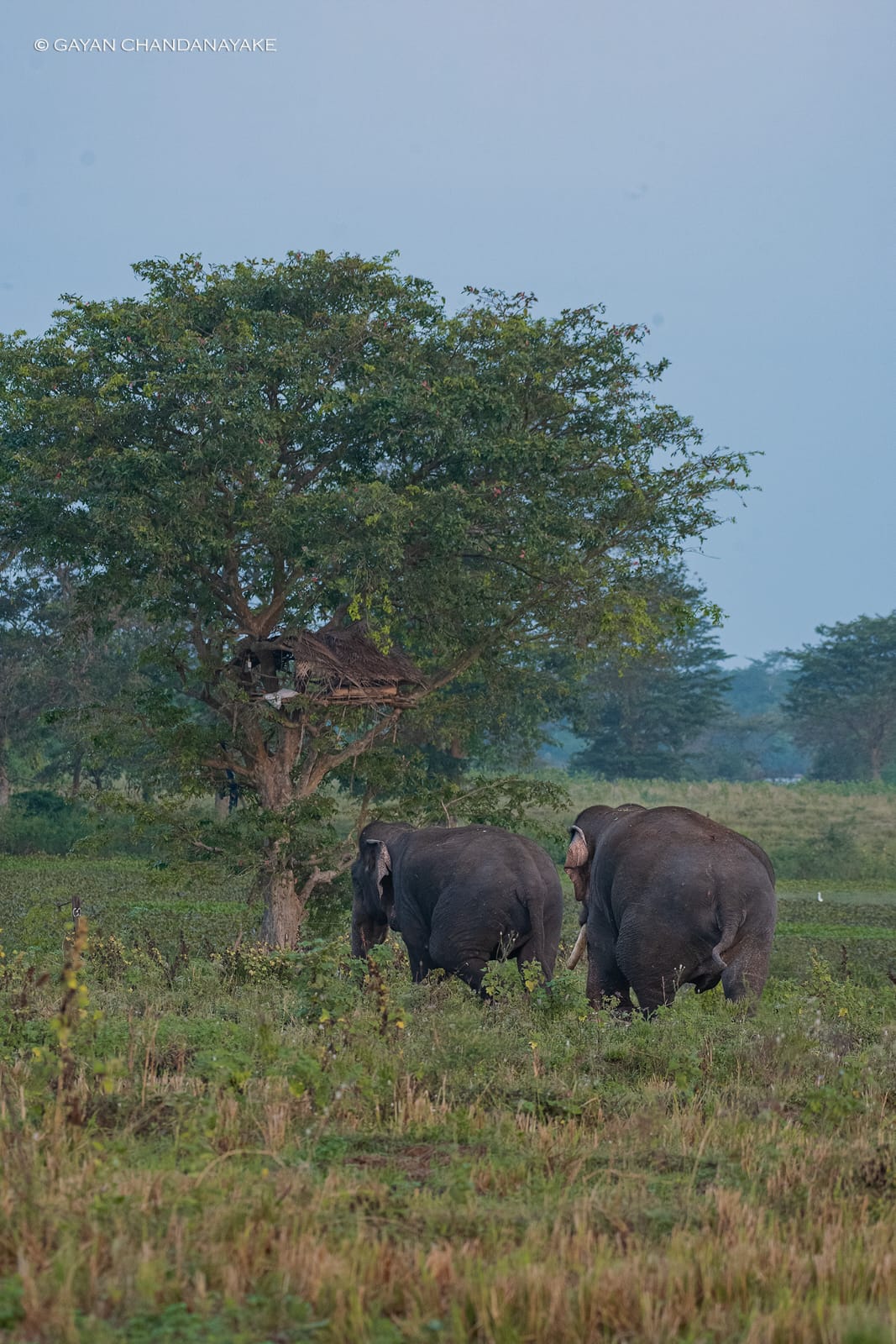 Bundala National Park view 5