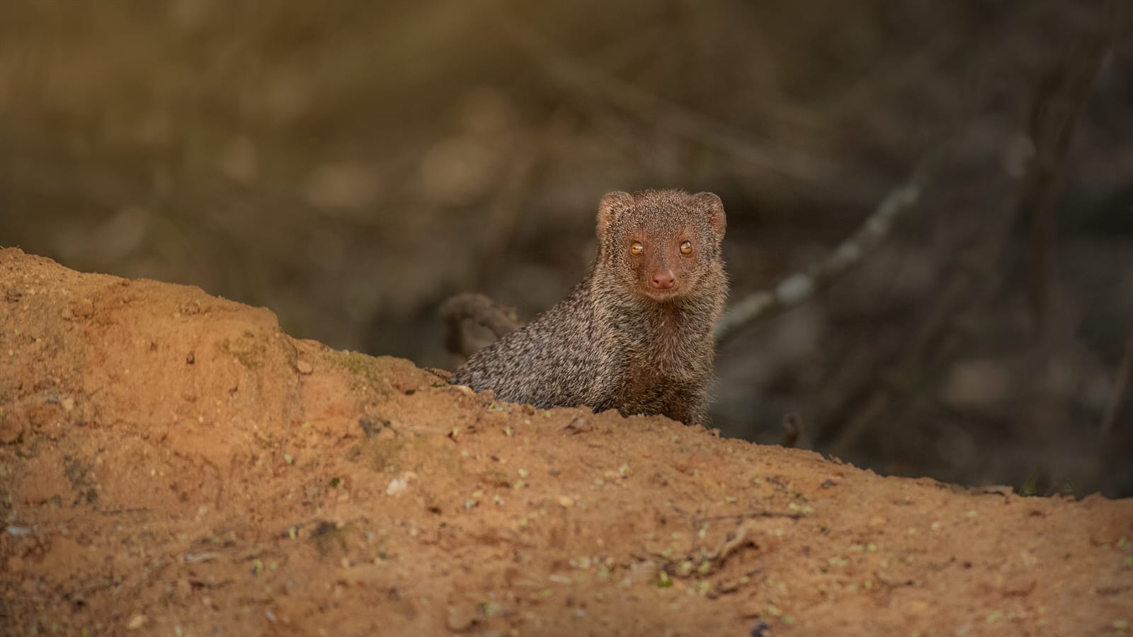 Bundala National Park view 3