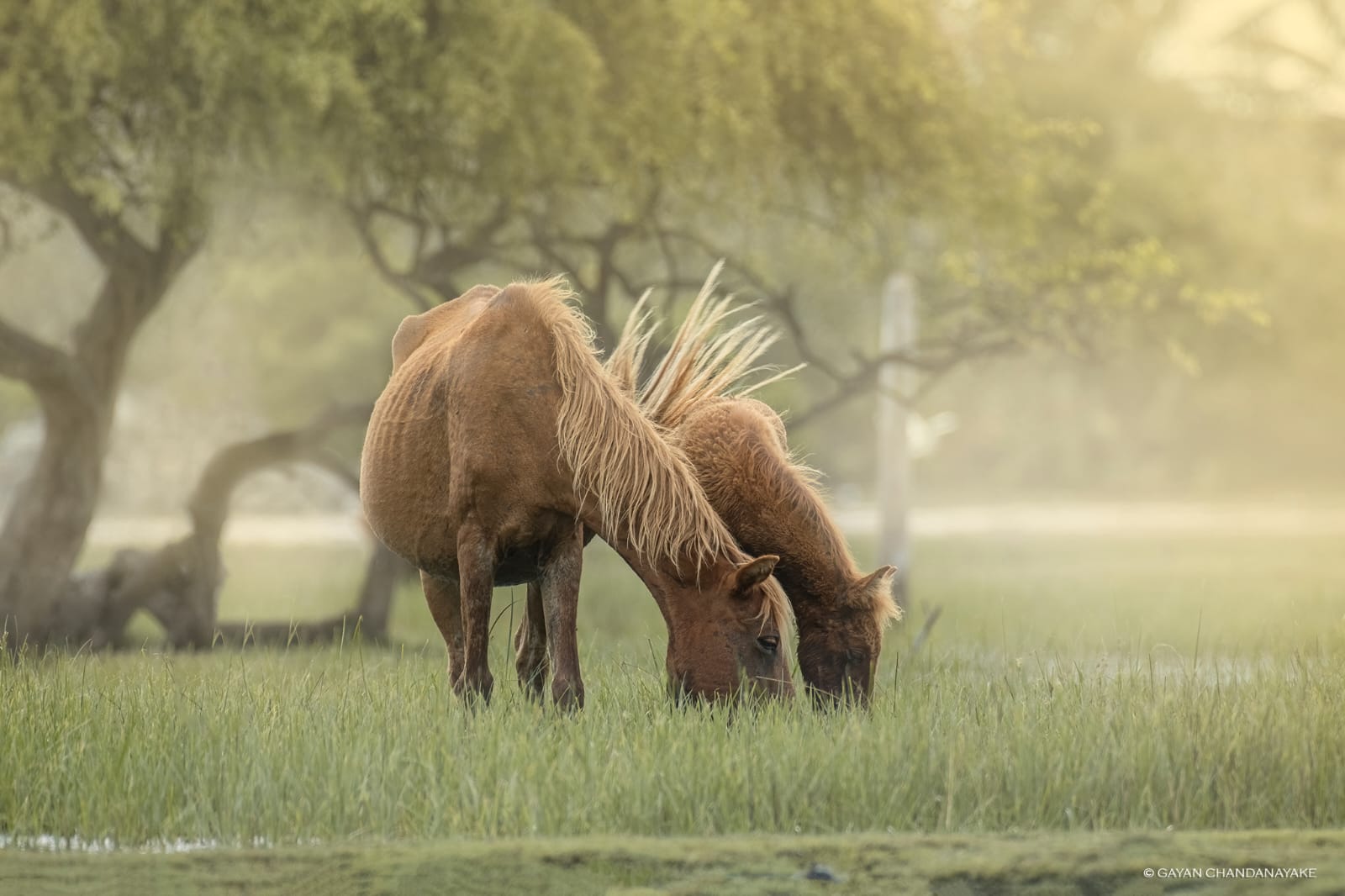 Bundala National Park view 10