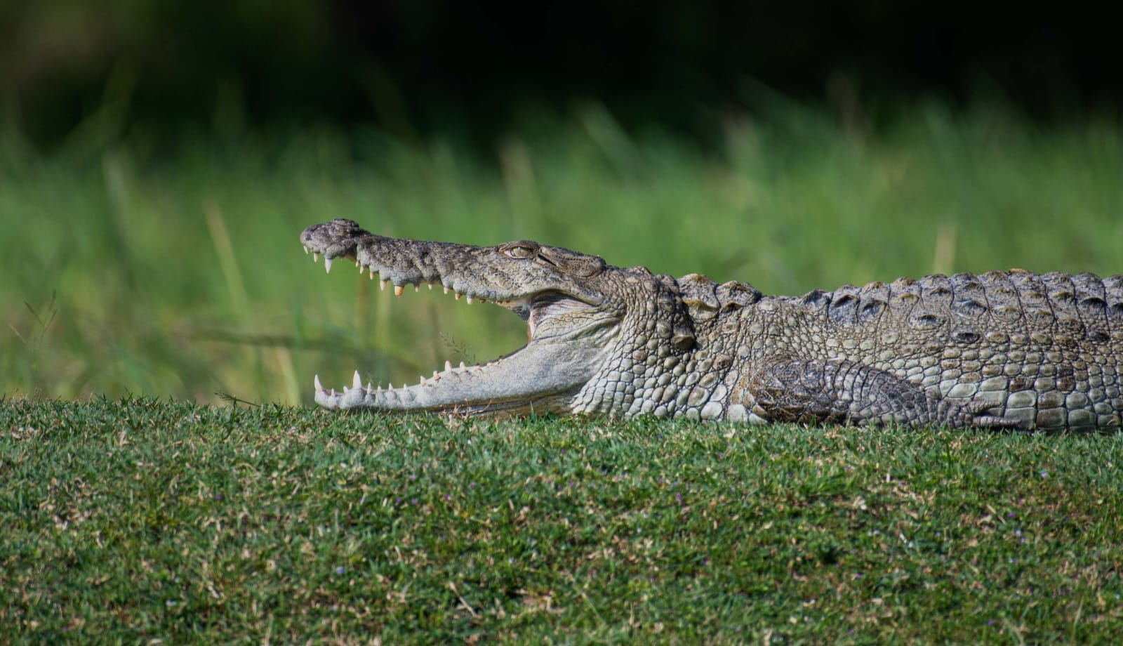 Lunugamwehera National Park view 2
