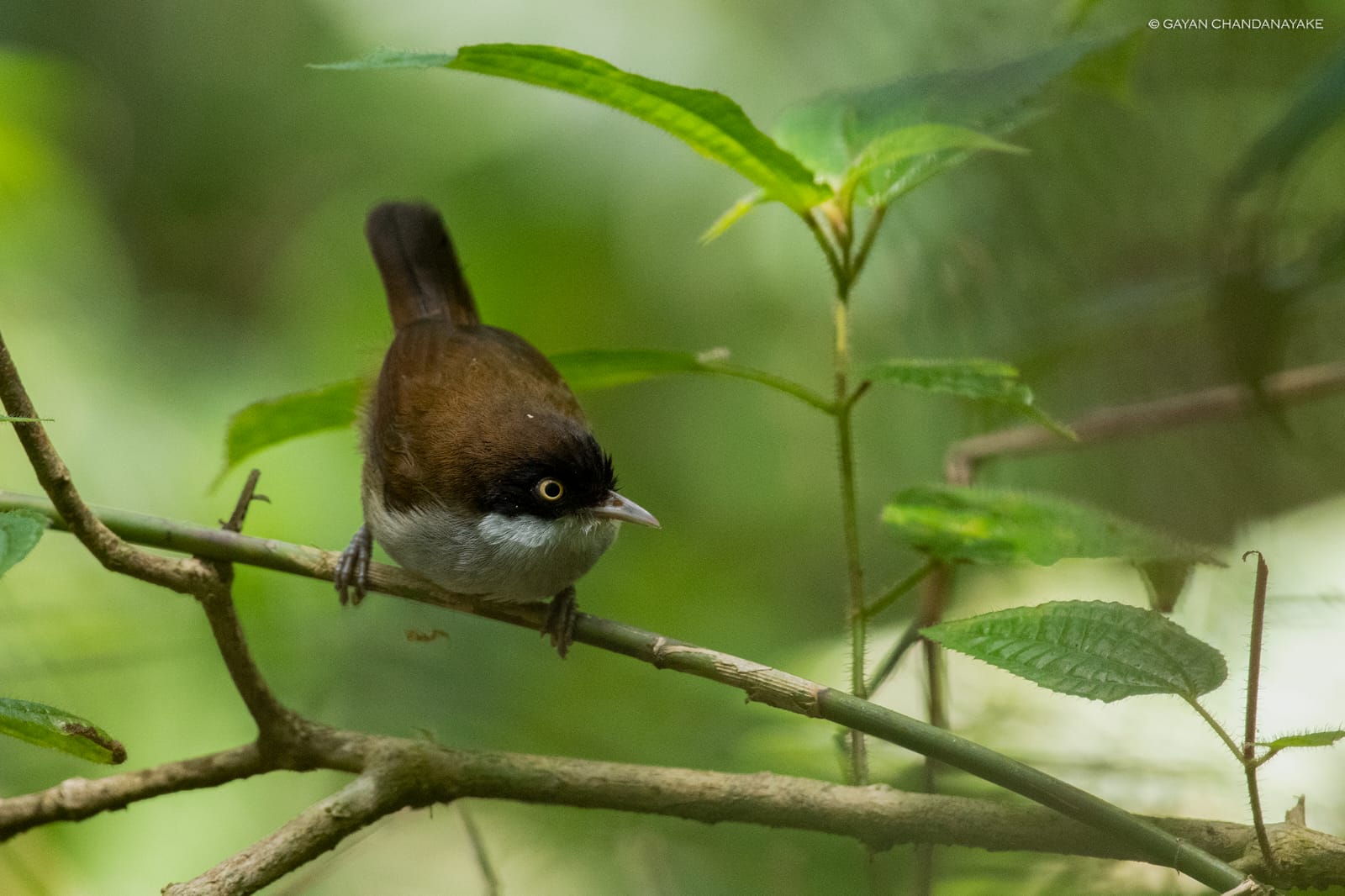 Full Day Safari photo 2