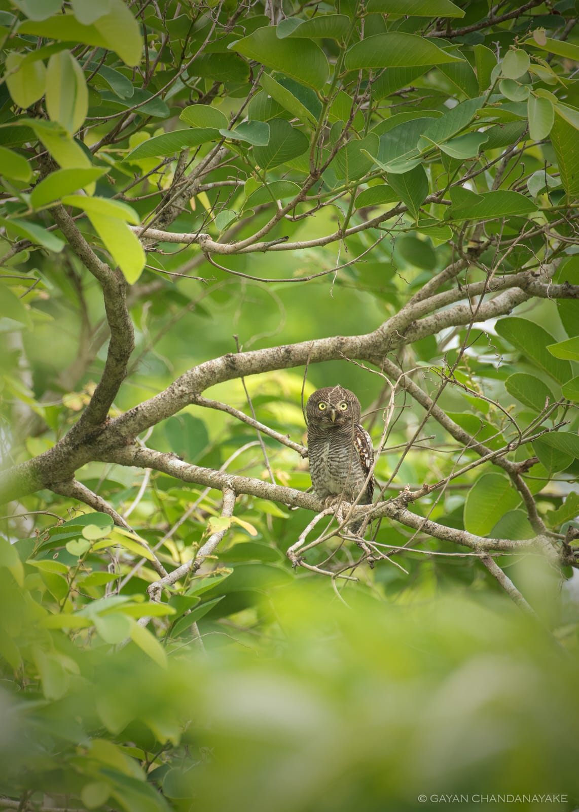 Half Day Safari photo 3