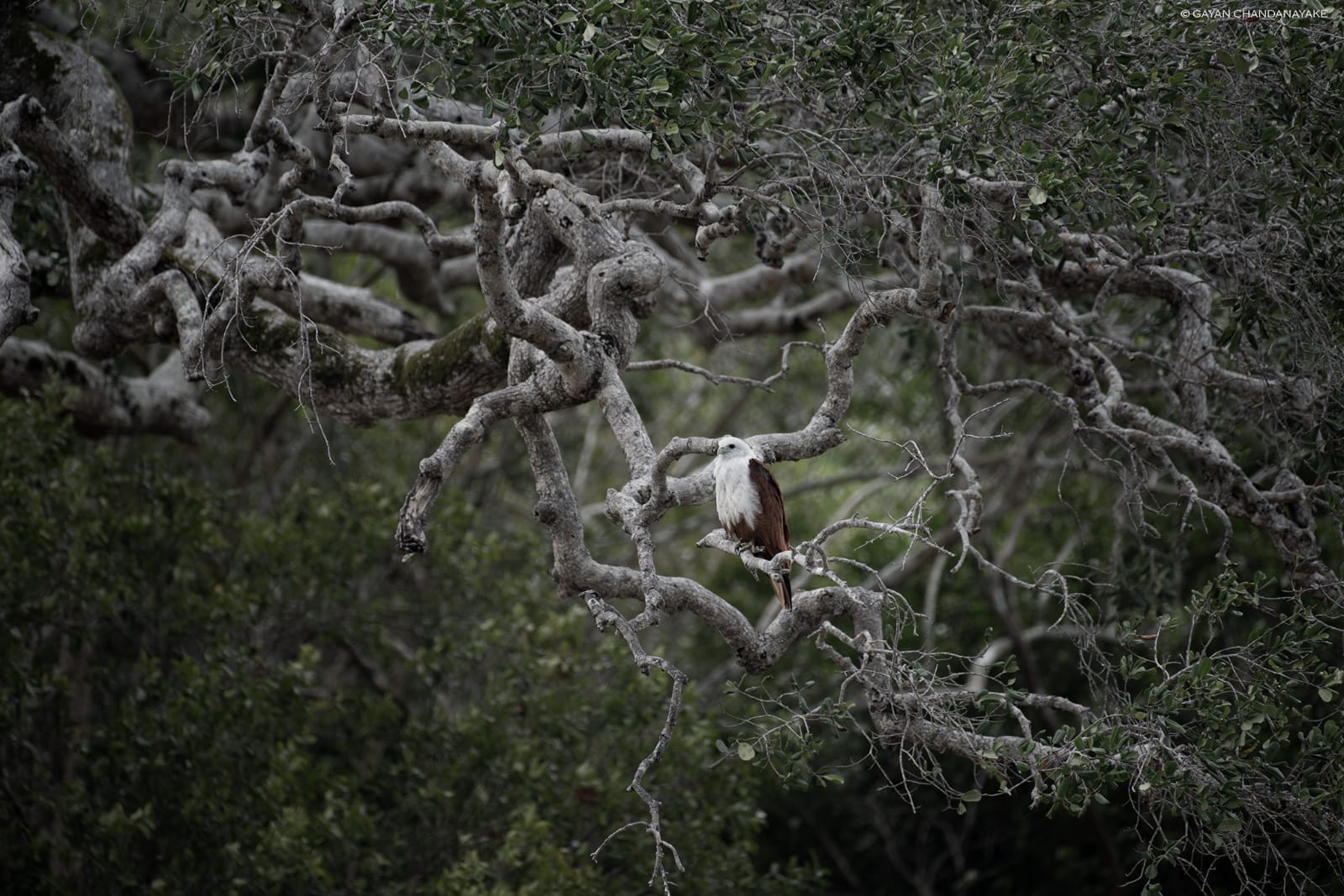 Full Day Safari photo 4