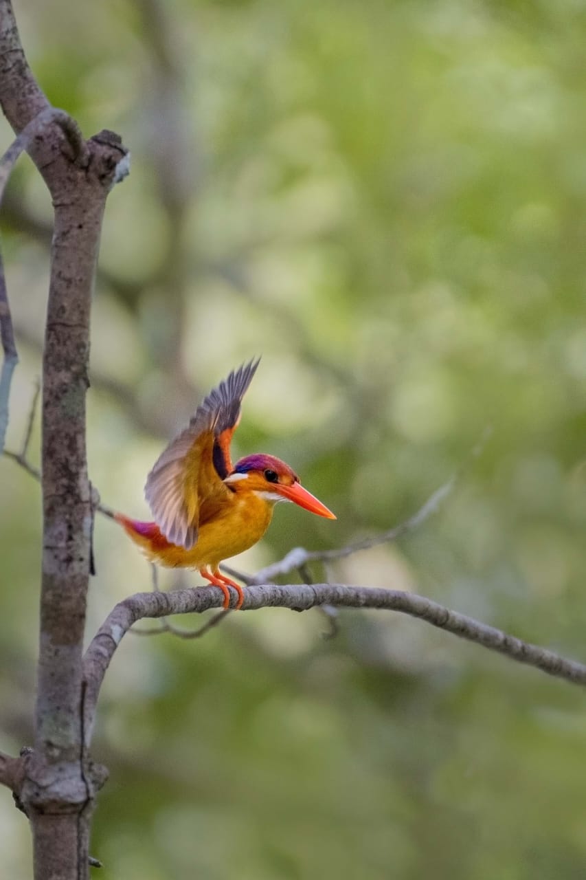 Full Day Safari photo 6