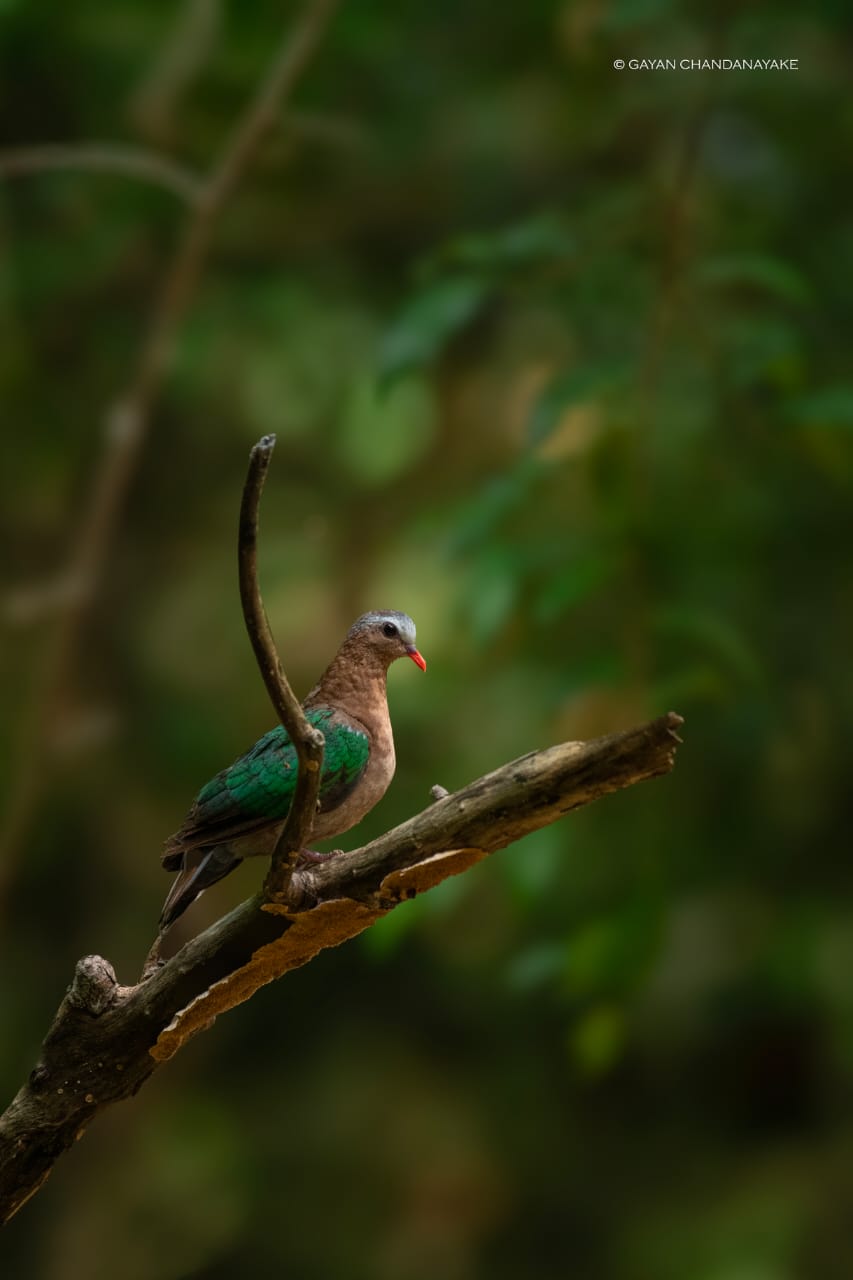 7 Hour Safari photo 3