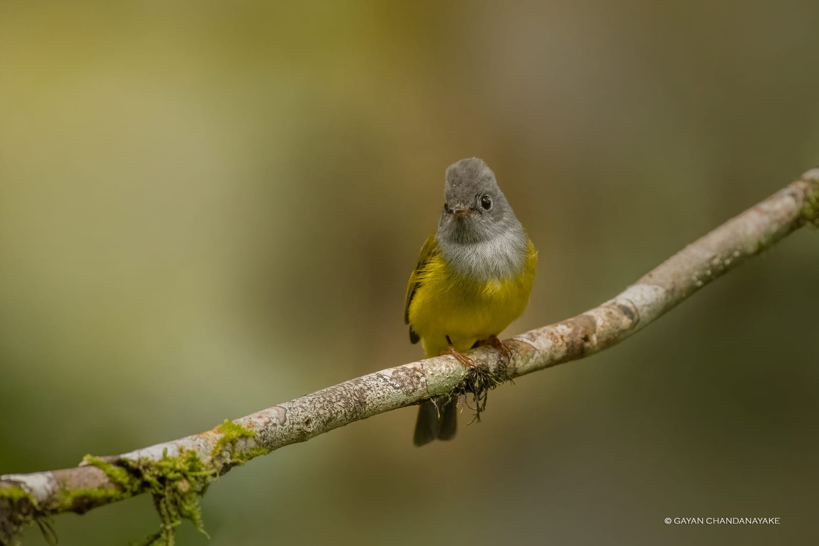 7 Hour Safari photo 5