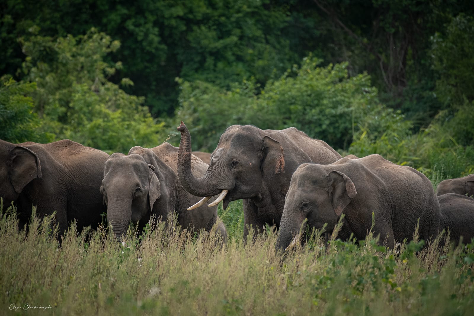 Half Day Safari photo 2