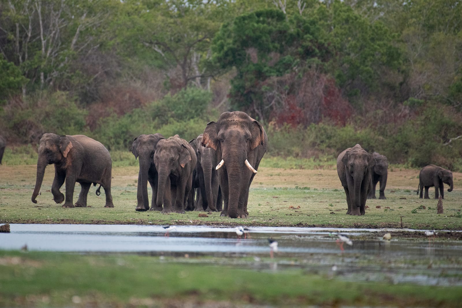 Full Day Safari photo 3