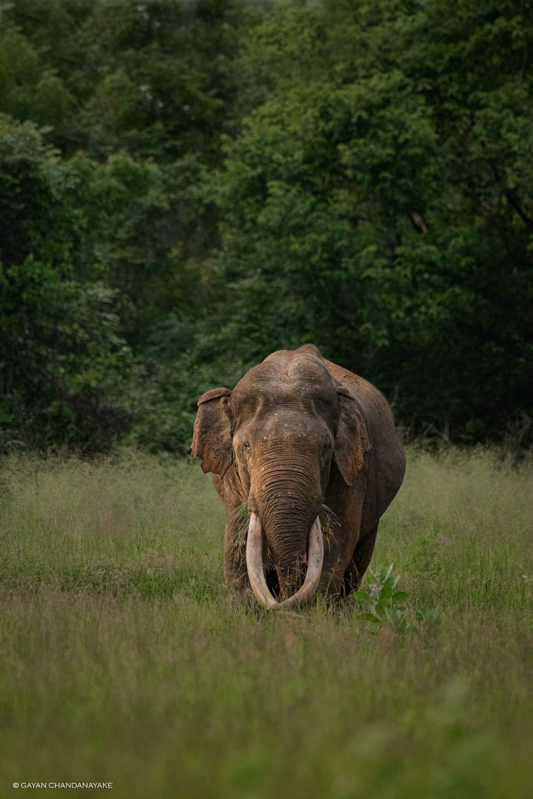 7 Hour Safari photo 2