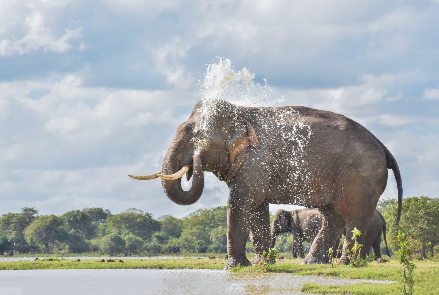 Full Day Safari photo 8