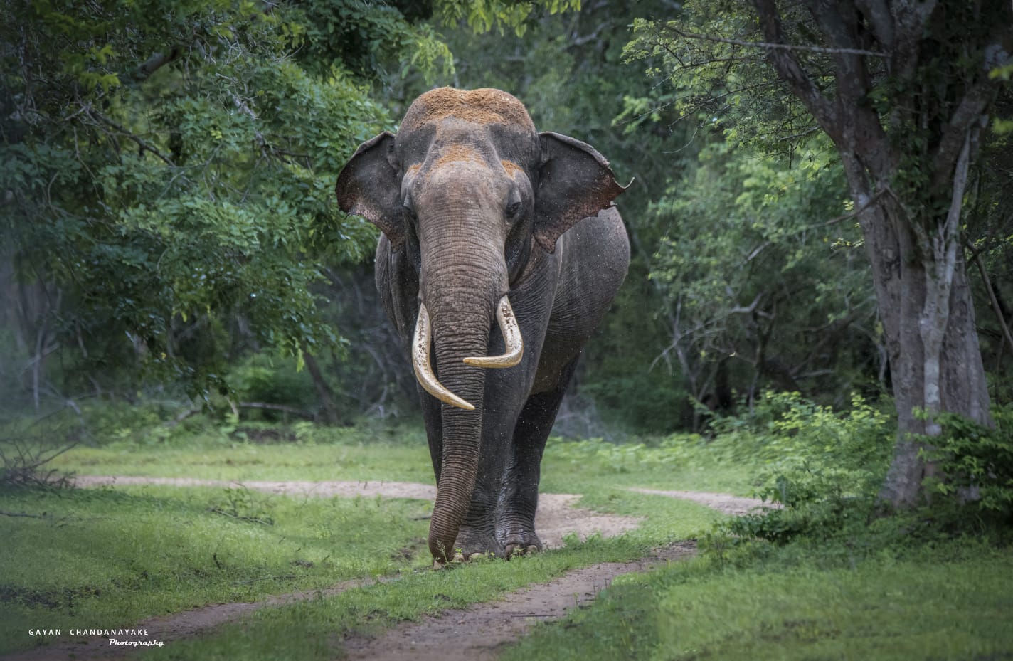 7 Hour Safari photo 7