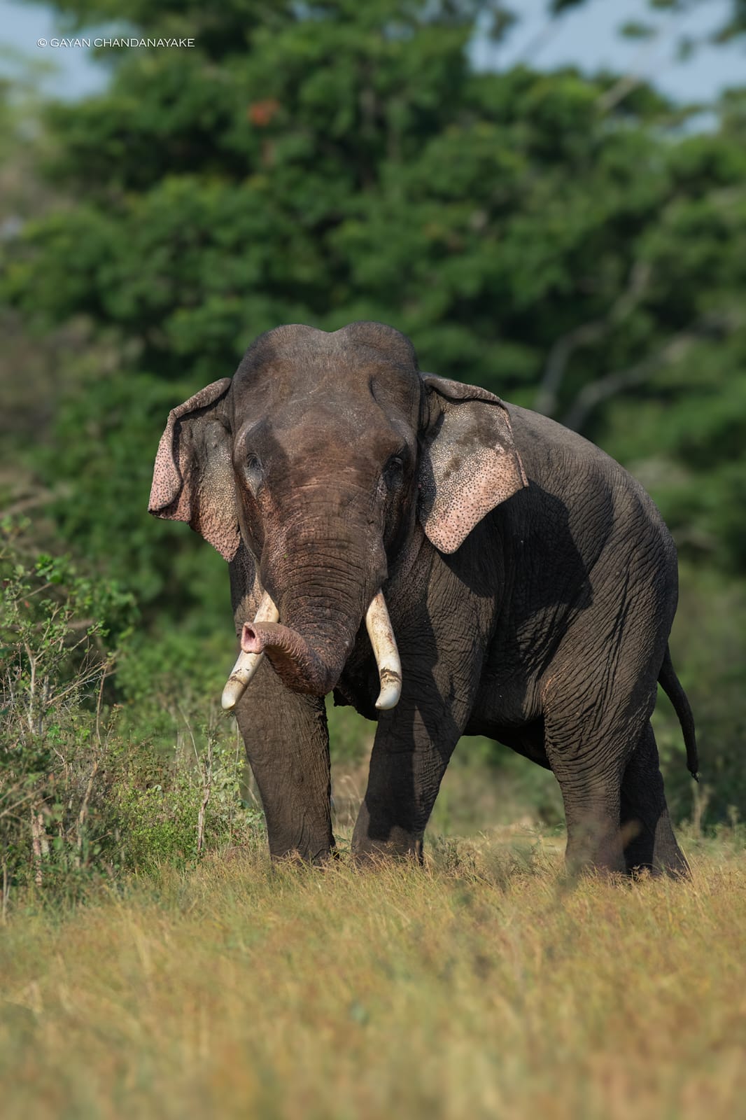 Half Day Safari photo 6