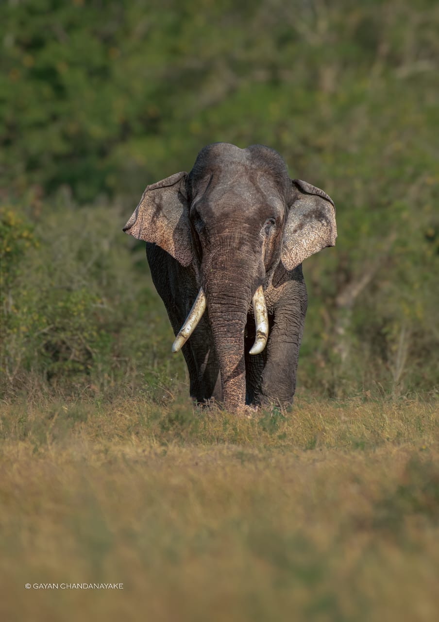 7 Hour Safari photo 9