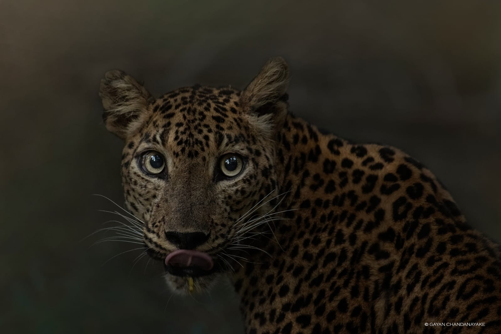 Full Day Safari photo 5