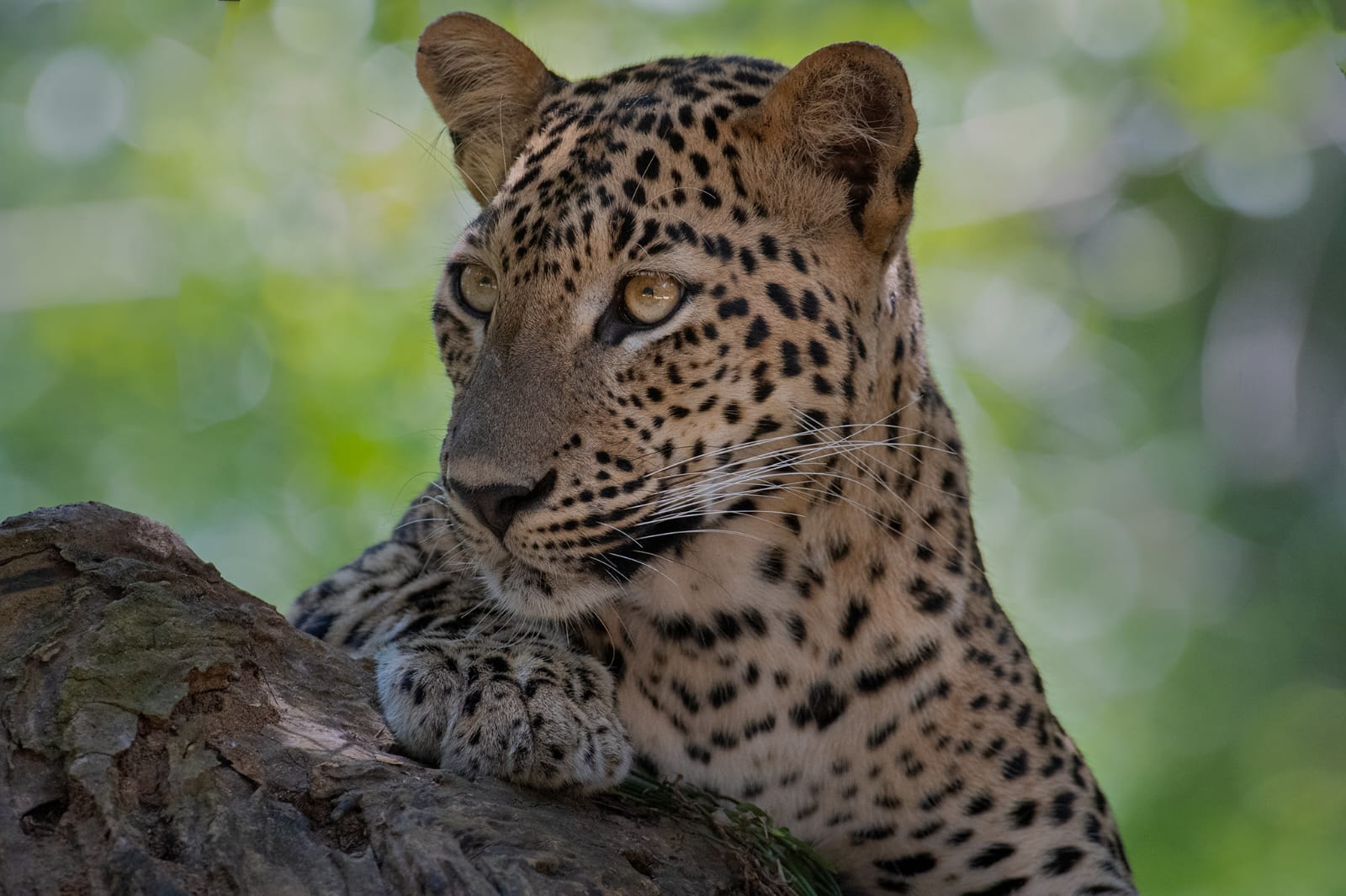 Half Day Safari photo 4