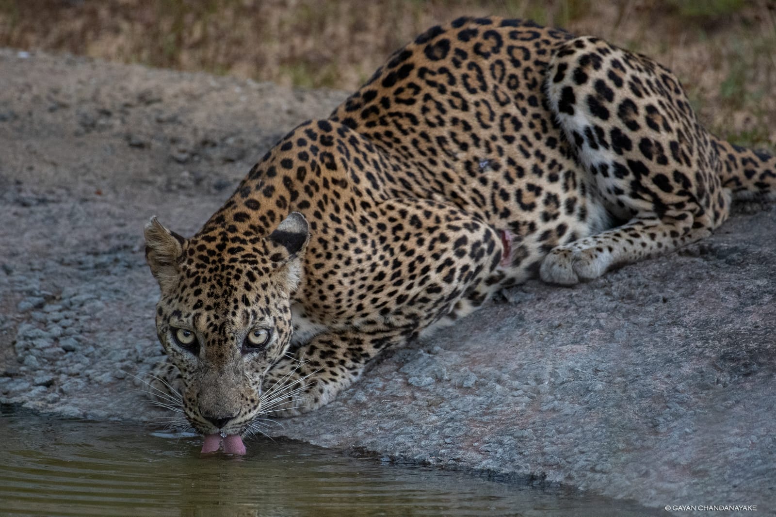 Full Day Safari photo 7