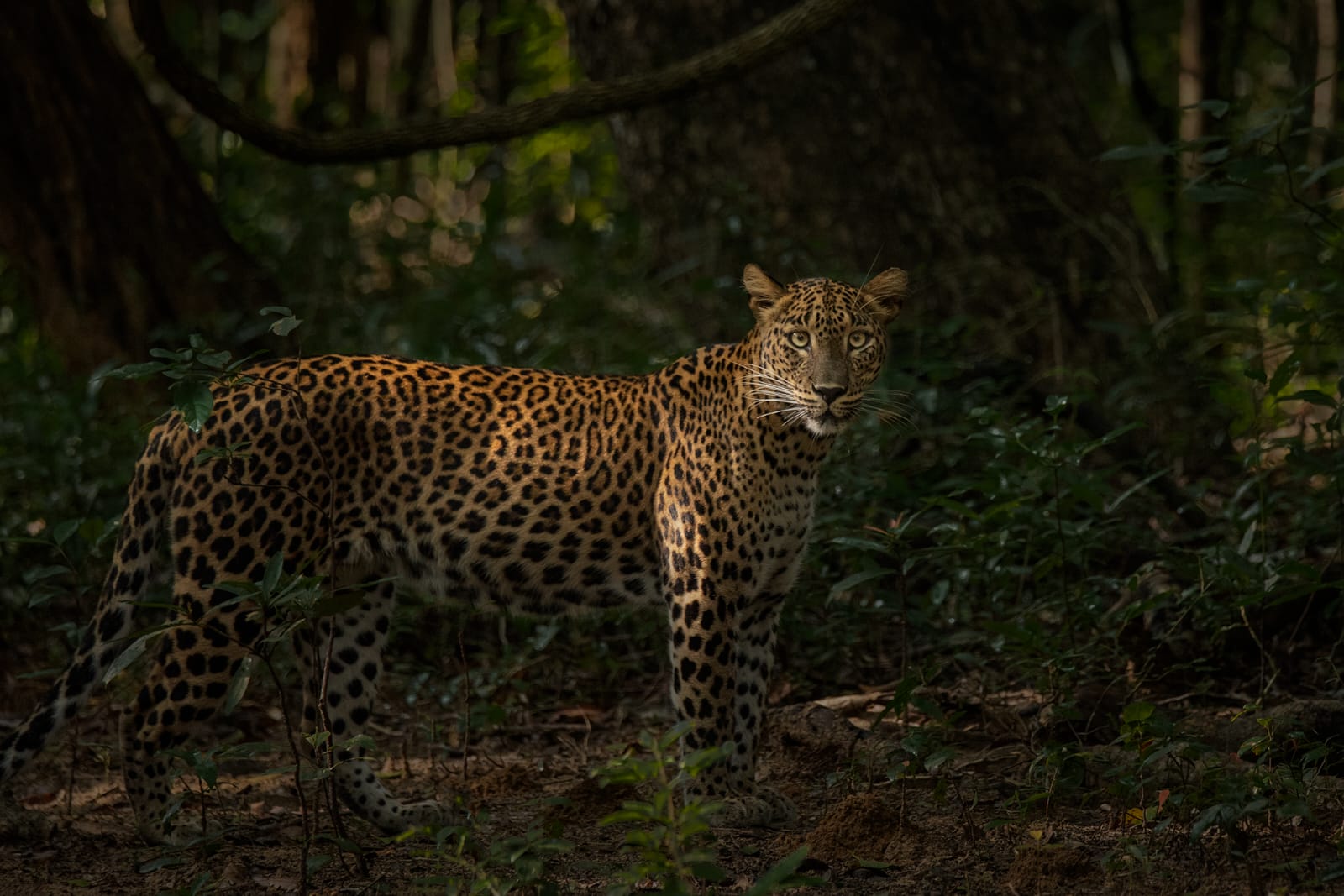 Full Day Safari photo 9