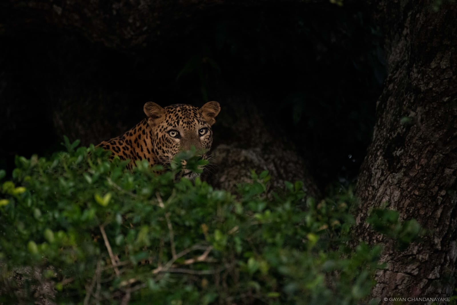 7 Hour Safari photo 4