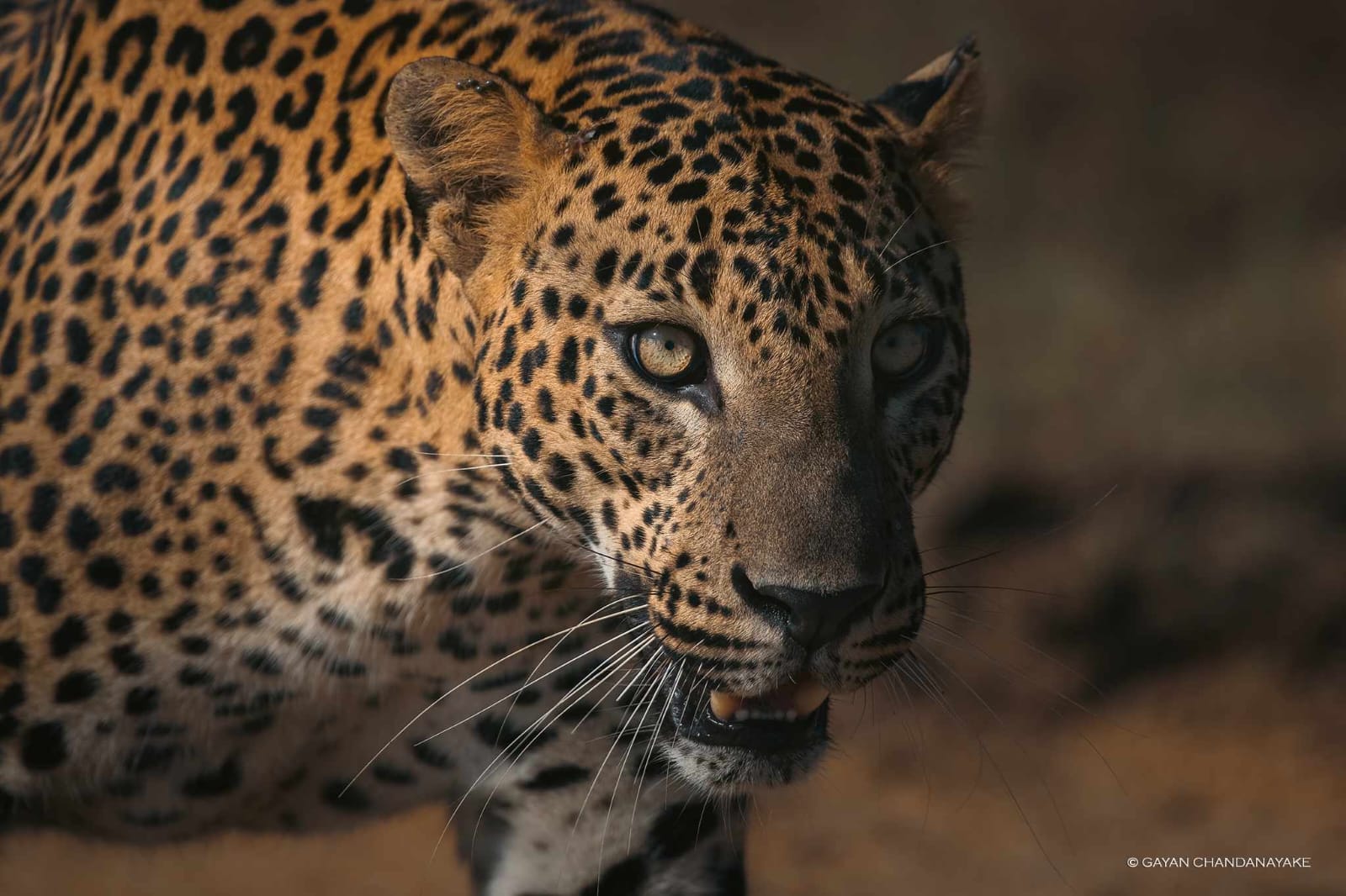 7 Hour Safari photo 6