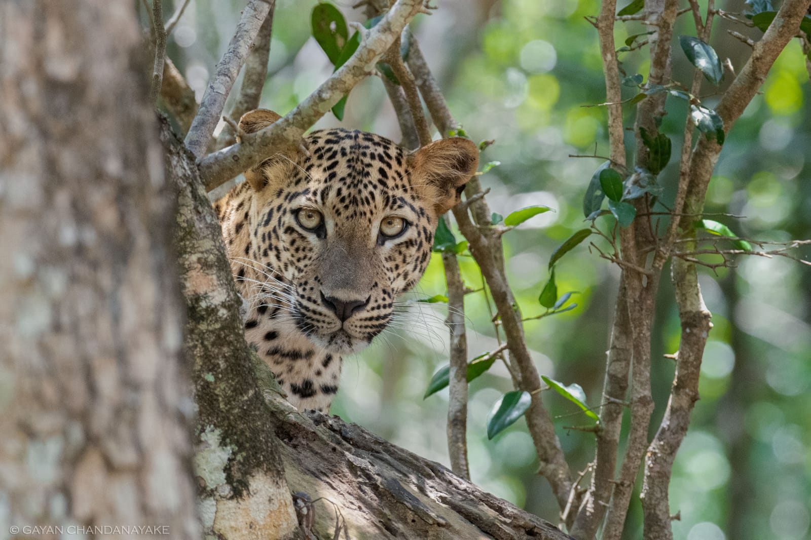 Half Day Safari photo 5