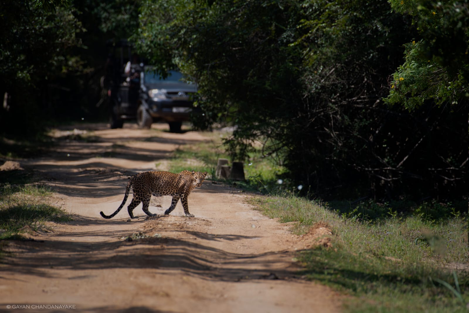 7 Hour Safari photo 8