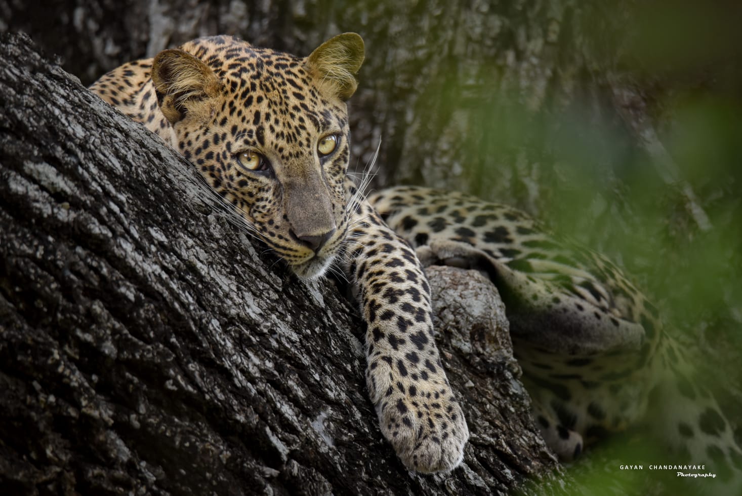 Full Day Safari photo 11