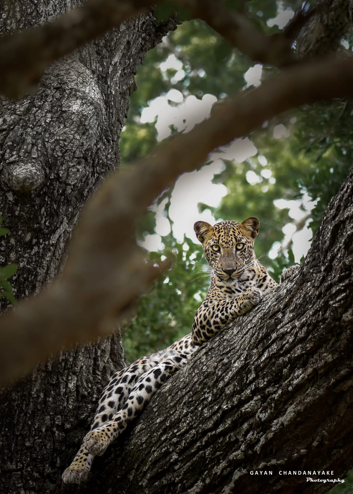 7 Hour Safari photo 10