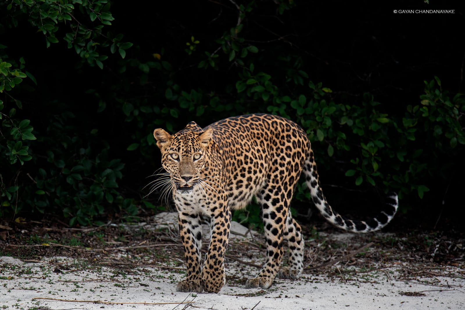 7 Hour Safari photo 11