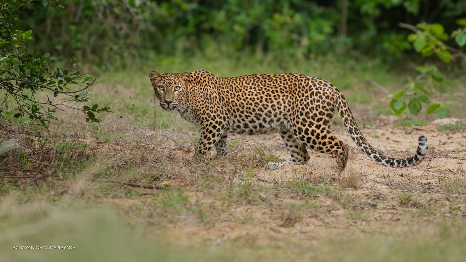 Half Day Safari photo 8