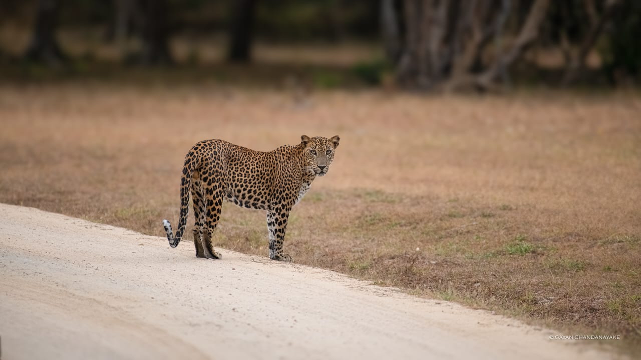 Half Day Safari photo 7