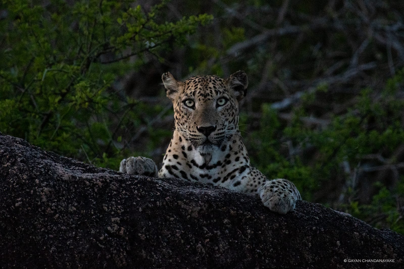 Full Day Safari photo 10